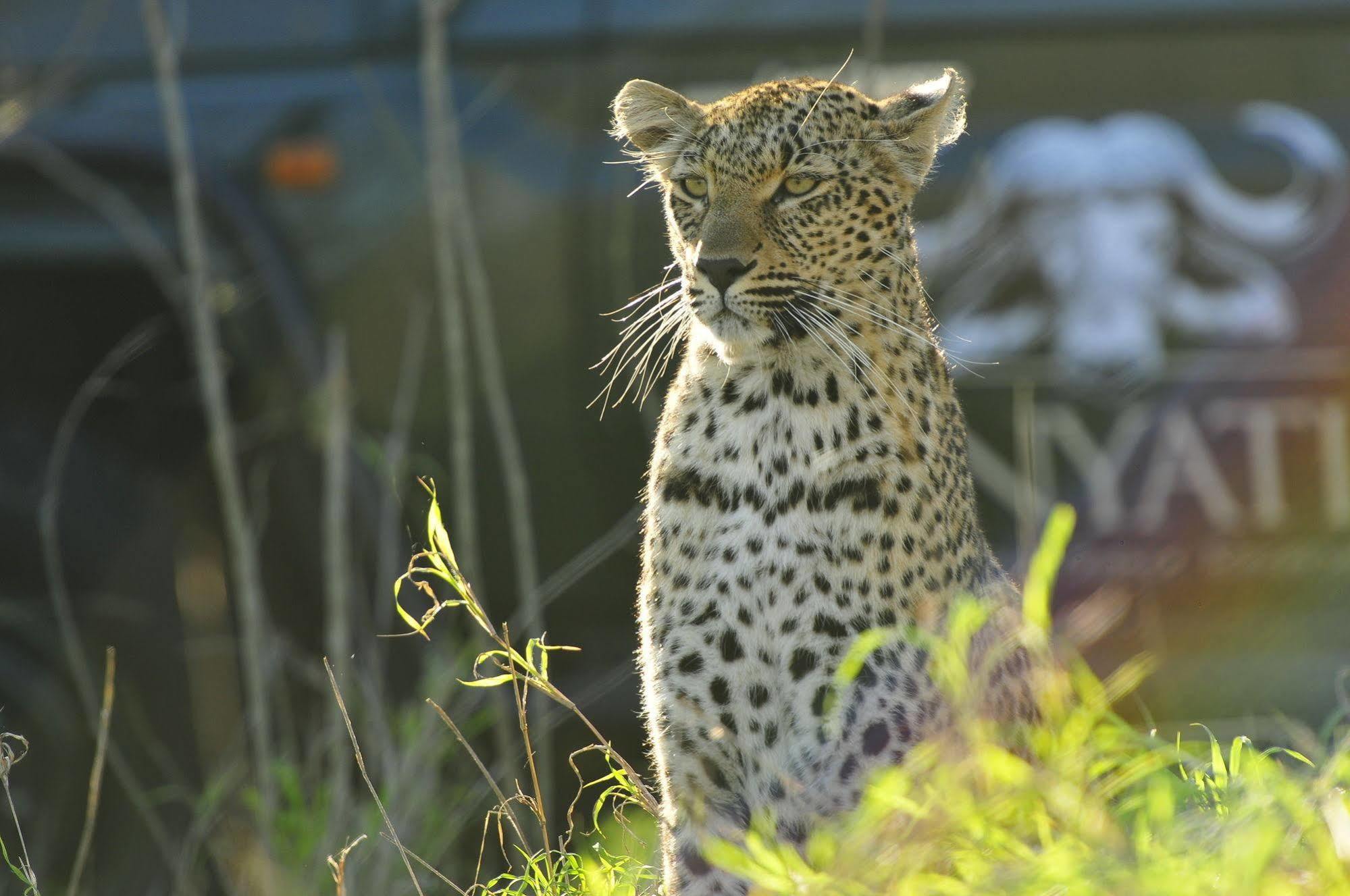 Inyati Game Lodge Metsi Exterior foto